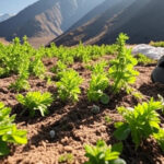 challenges in the medicinal plants sector in himalyan region