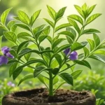 Nirgundi_Plant
